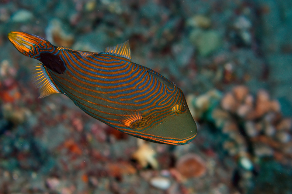 gracot@orange.fr gracot@orange.fr