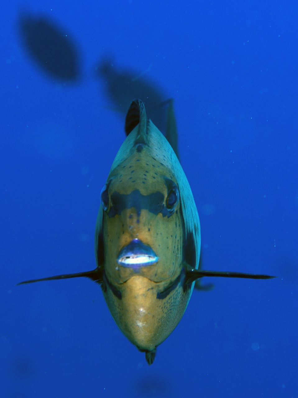 gracot@orange.fr gracot@orange.fr