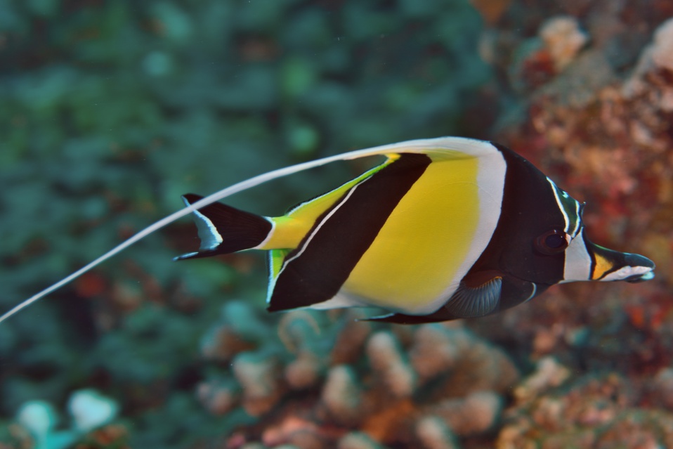 gracot@orange.fr gracot@orange.fr