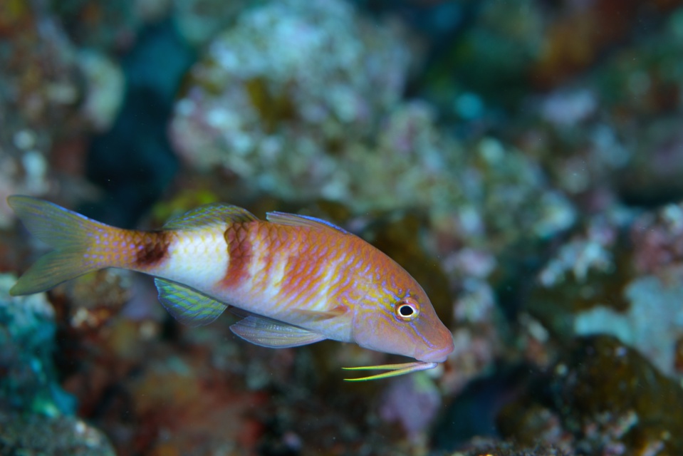 gracot@orange.fr gracot@orange.fr