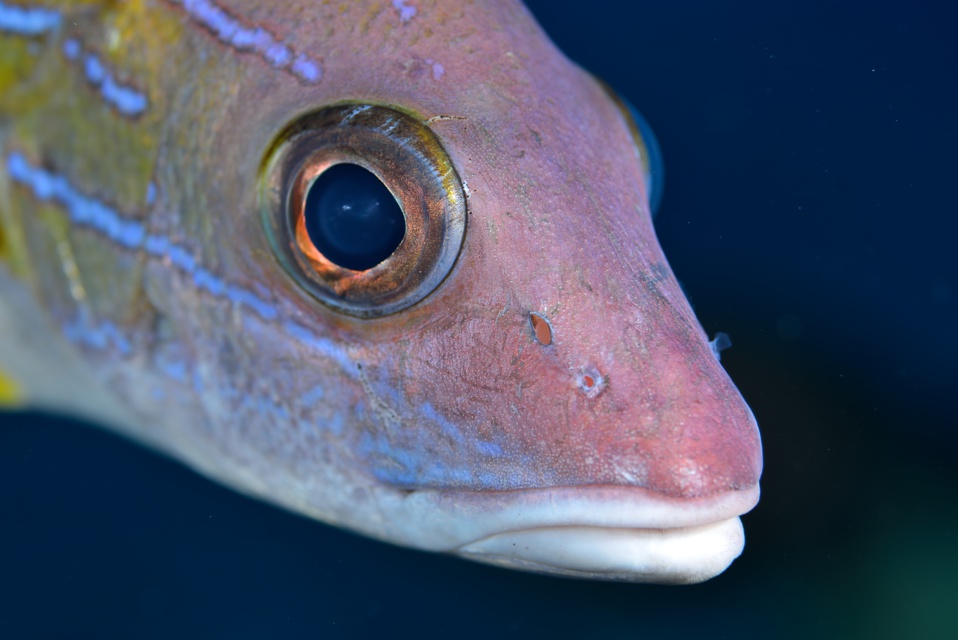 gracot@orange.fr gracot@orange.fr