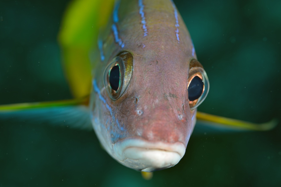 gracot@orange.fr gracot@orange.fr