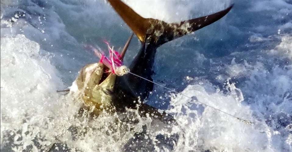 Tahiti Trip Fishing - 87 32 16 31 - sebastien.yves.boulay@mail.pf Tahiti Trip Fishing - 87 32 16 31 - sebastien.yves.boulay@mail.pf