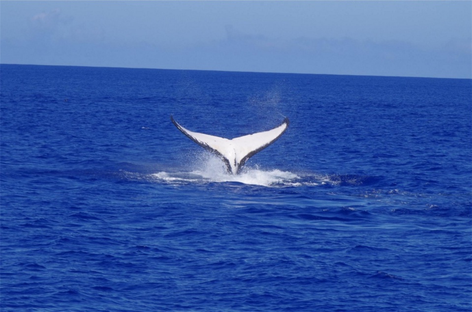 Tahiti Trip Fishing - 87 32 16 31 - sebastien.yves.boulay@mail.pf