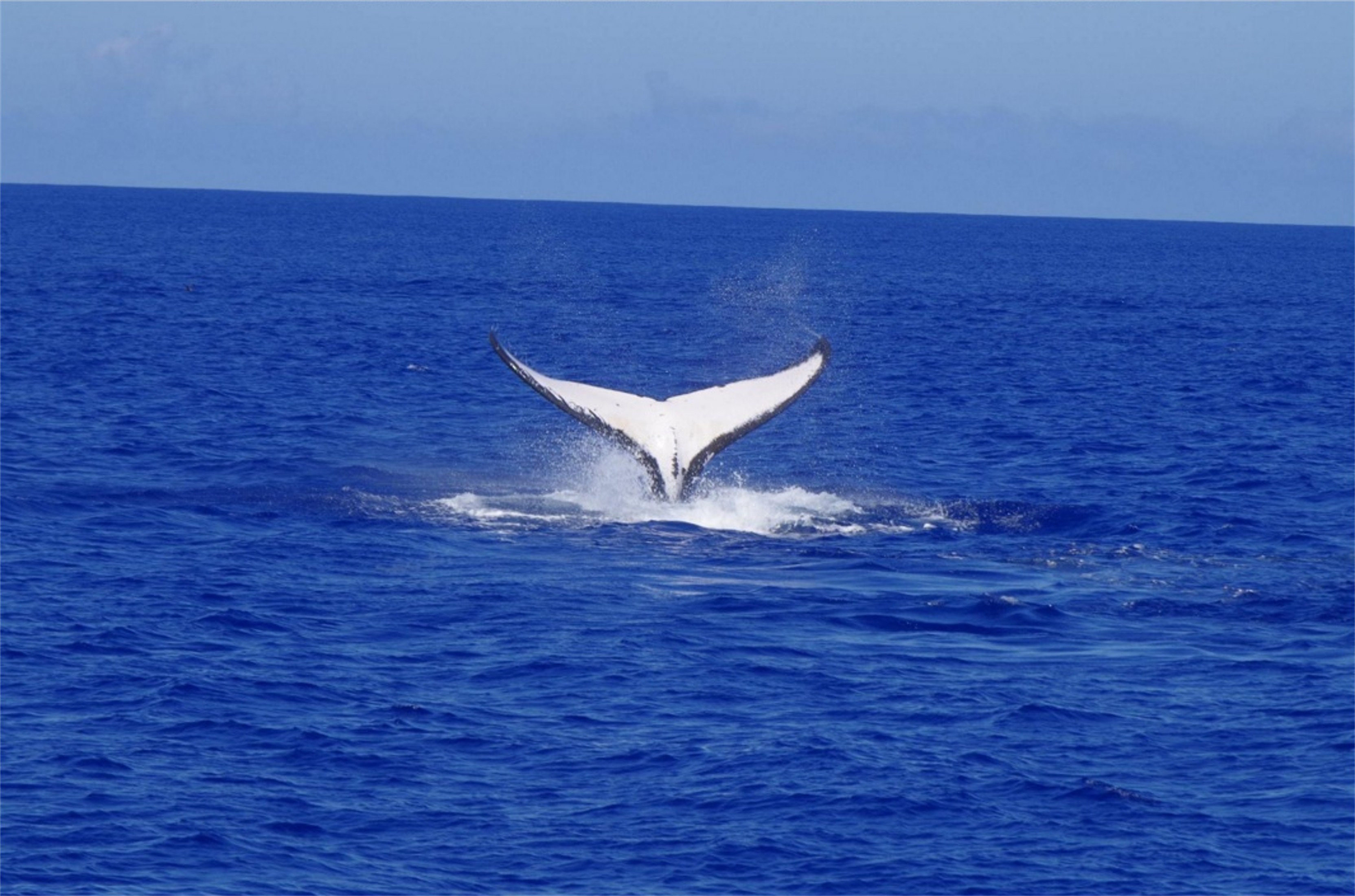 Tahiti Trip Fishing - 87 32 16 31 - sebastien.yves.boulay@mail.pf