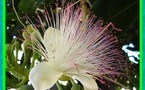 Les fruit, légumes et fleurs de Tahiti et ses îles (suite)