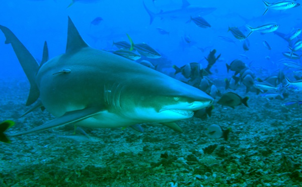 Une plongée sur le site de la vallée blanche, la vallée des requins