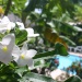 Fleurs devant la terrasse d'une chambre
