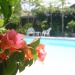 Fleurs du jardin et piscine 2