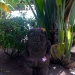 Tiki décoré