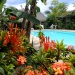 Fleurs et piscine